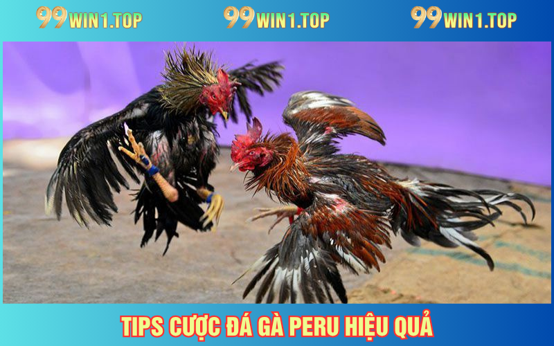 Tips cược giúp tăng xác suất thắng
