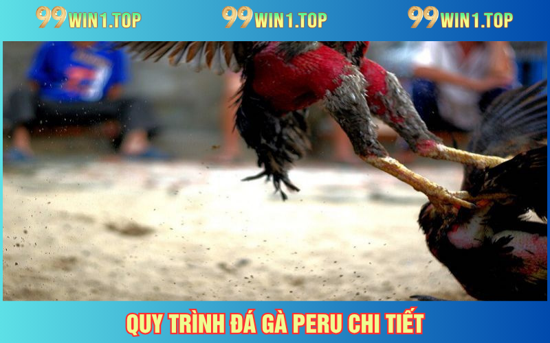 Quy trình đá gà Peru cực kỳ chi tiết