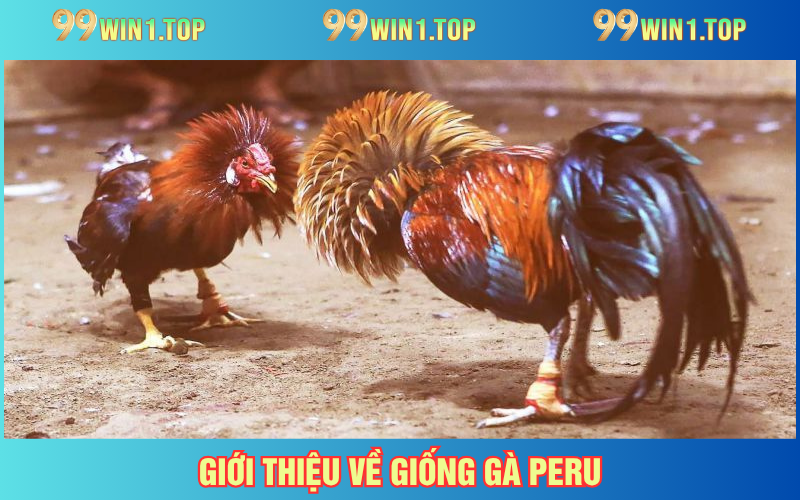 Giới thiệu về gà Peru
