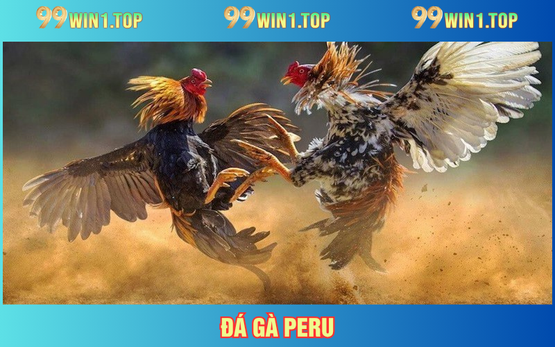 Đá Gà Peru - Quy Trình Tổ Chức Của Các Sới Gà Top 1 Châu Á