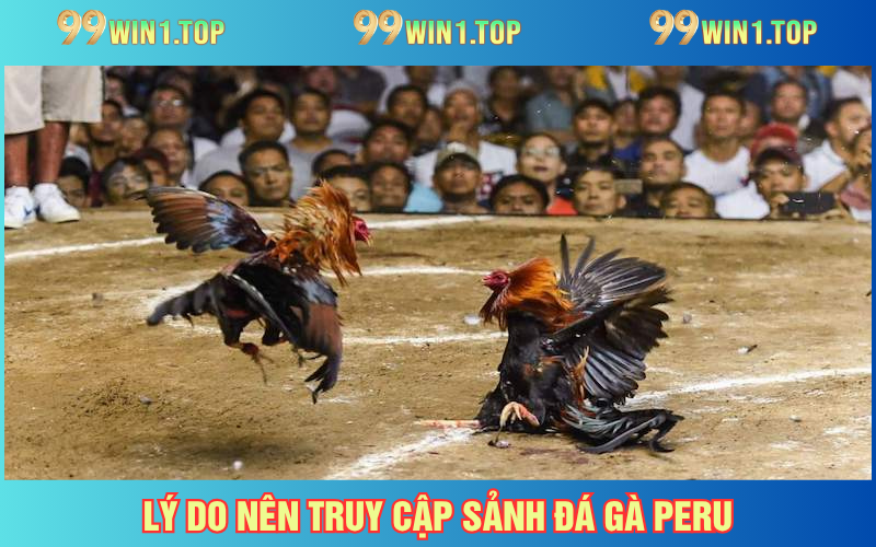 Ưu điểm của sảnh đá gà online tại 99WIN